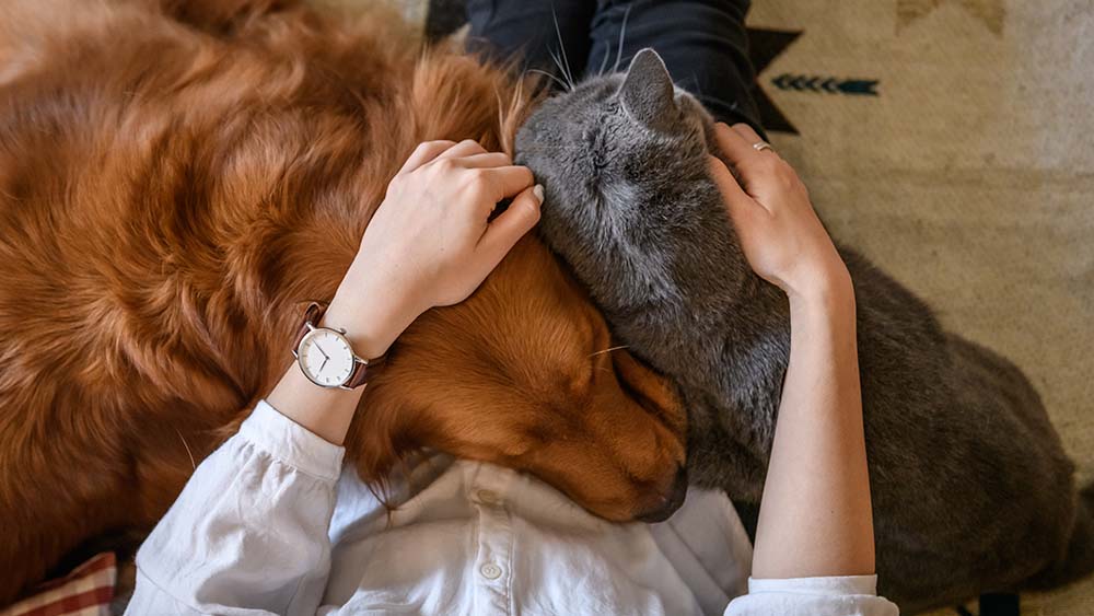 pet comfort, cat and dog snuggled with their owner