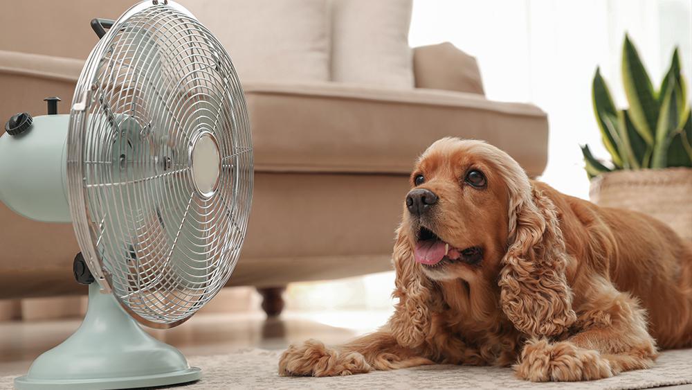 Dog sitting in front a fan in summer
