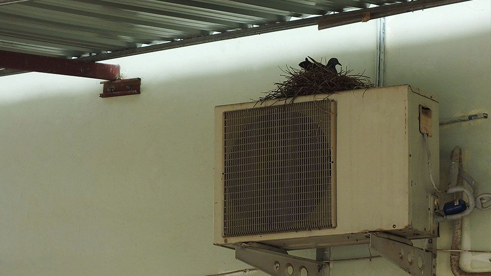 Bird nest in air conditioner