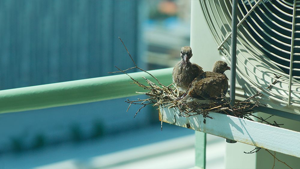 Keep Birds Away from Window Air Conditioner 
