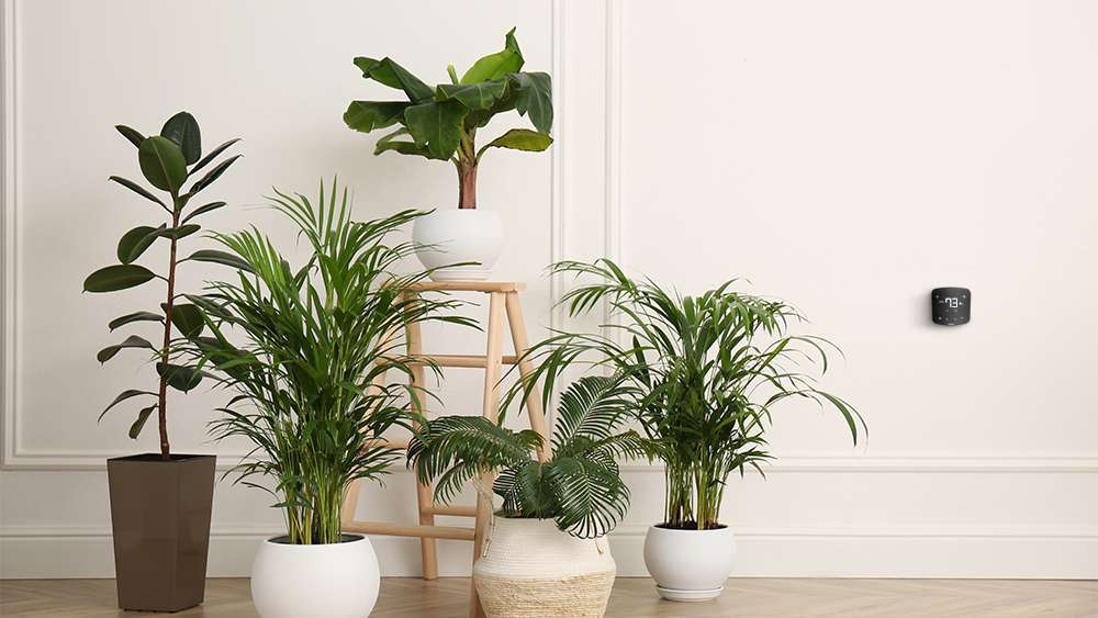 Indoor plants grouped together