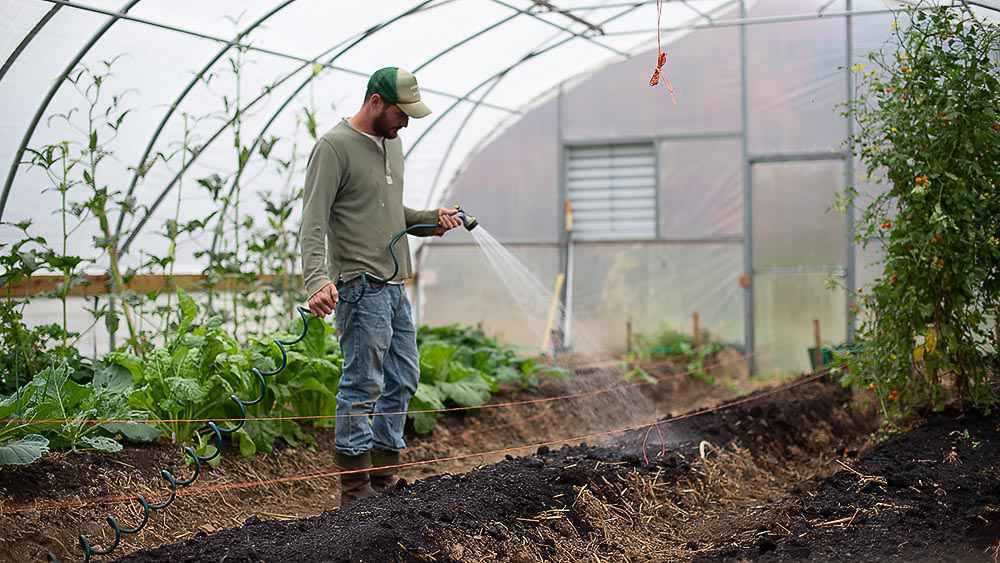 Damping down the soil in greenhouse to provide a cooling effect
